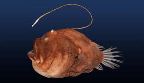 Image result for Newhaven Deep Sea Anglers