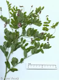 Attēlu rezultāti vaicājumam “Lathyrus niger”