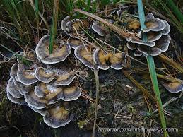 Attēlu rezultāti vaicājumam “Bjerkandera adusta”