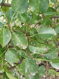 Attēlu rezultāti vaicājumam “Mycosphaerella ulmi”