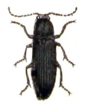 Attēlu rezultāti vaicājumam “Ectinus aterrimus”