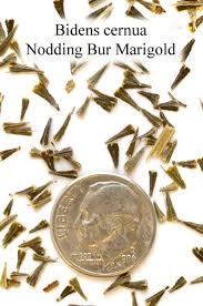 Attēlu rezultāti vaicājumam “Bidens cernua”