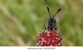 Attēlu rezultāti vaicājumam “Zygaena lonicerae larva”