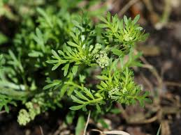 Attēlu rezultāti vaicājumam “Enteridium liceoides young”