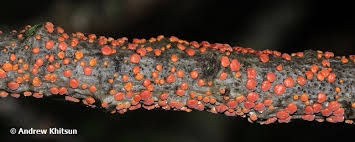 Attēlu rezultāti vaicājumam “Peniophora rufa”