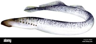 Image result for Petromyzon marinus