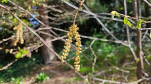 Attēlu rezultāti vaicājumam “Betula humilis female flower”
