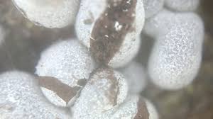 Attēlu rezultāti vaicājumam “Physarum cinereum macro”