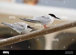 Image result for Sterna dougallii