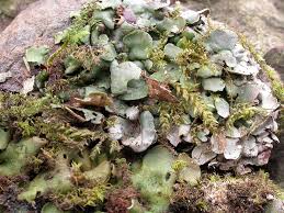 Attēlu rezultāti vaicājumam “Dermatocarpon luridum”