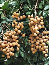 Attēlu rezultāti vaicājumam “Elymus caninus fruit”