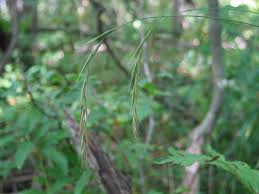 Attēlu rezultāti vaicājumam “Brachypodium sylvaticum fruit”
