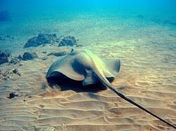 Image result for Bathytoshia centroura