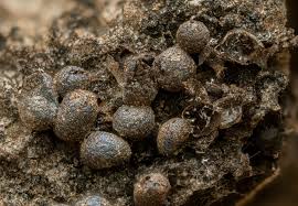 Attēlu rezultāti vaicājumam “Physarum leucophaeum sessile”