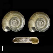 Attēlu rezultāti vaicājumam “Planorbis planorbis”