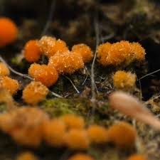 Attēlu rezultāti vaicājumam “Bactridium flavum”