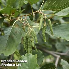 Attēlu rezultāti vaicājumam “Alnus glutinosa”