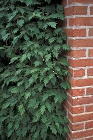 Attēlu rezultāti vaicājumam “Corylus avellana leaf”