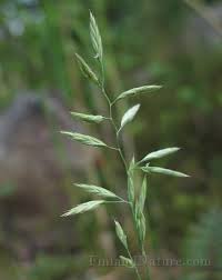 Attēlu rezultāti vaicājumam “Festuca arenaria”