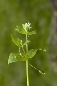 Attēlu rezultāti vaicājumam “Myosoton aquaticum”