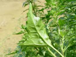 Attēlu rezultāti vaicājumam “Chenopodium rubrum leaf”