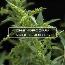 Image result for Chenopodium ambrosioides