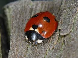 Attēlu rezultāti vaicājumam “Coccinella quinquepunctata”