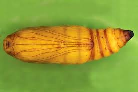 Attēlu rezultāti vaicājumam “Catoptria permutatellus”