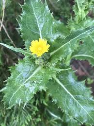 Attēlu rezultāti vaicājumam “Sonchus asper flower”