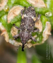 Attēlu rezultāti vaicājumam “Pissodes castaneus”