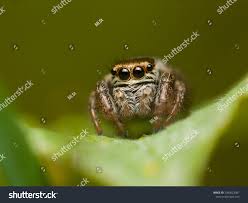 Attēlu rezultāti vaicājumam “Evarcha falcata”