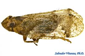 Attēlu rezultāti vaicājumam “Cixius sp.”