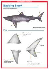 Image result for Cetorhinus maximus