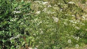 Image result for Pimpinella saxifraga