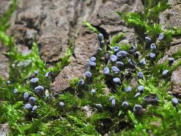 Attēlu rezultāti vaicājumam “Didymium tussilaginis sessile”