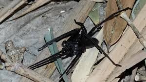 Attēlu rezultāti vaicājumam “Sparassidae”