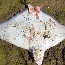 Image result for Aetomylaeus bovinus