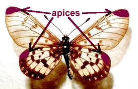 Attēlu rezultāti vaicājumam “Lepidoptera”