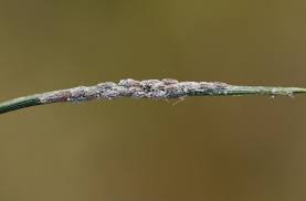 Attēlu rezultāti vaicājumam “Schizolachnus pineti”