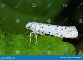 Attēlu rezultāti vaicājumam “Yponomeutidae”