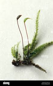 Attēlu rezultāti vaicājumam “Brachythecium”