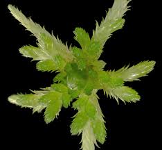 Attēlu rezultāti vaicājumam “Sphagnum riparium”