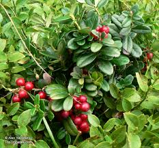 Attēlu rezultāti vaicājumam “Vaccinium vitis-idaea bud”
