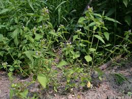 Attēlu rezultāti vaicājumam “Galeopsis tetrahit”