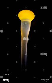 Attēlu rezultāti vaicājumam “Pilobolus crystallinus”