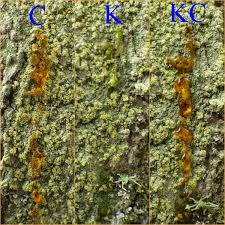 Attēlu rezultāti vaicājumam “Pertusaria flavida”