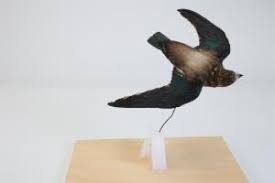 Image result for Hirundapus caudacutus