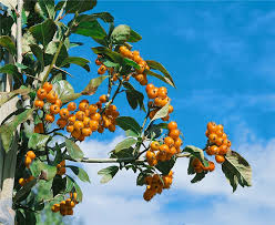 Attēlu rezultāti vaicājumam “Crataegus x macrocarpa”