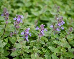 Attēlu rezultāti vaicājumam “Nepeta x faassenii”