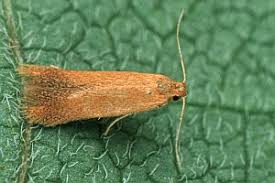 Attēlu rezultāti vaicājumam “Tischeria ekebladella”